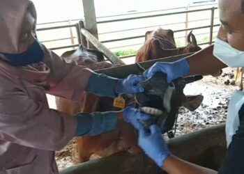 Pemkab Ciamis Himbau Bandar dan Peternak,Tingkatkan Kewaspadaan Penyakit Mulut Dan Kuku